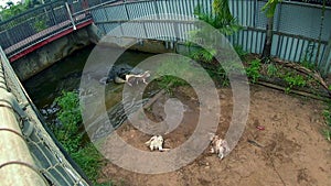 Wide shot of crocodile retreating to water