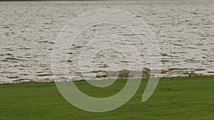 Wide shot of Crocodylus palustris Marsh crocodile or mugger crocodile or broad snouted crocodile family basking out of lake water