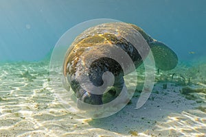 Wide shot of a curious West Indian Manatee turning to check out the diver with a camera