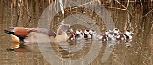 Wide shot of a duck family with a mother and baby ducks swimming in the lake during daytime