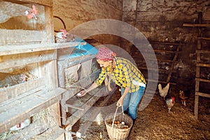 Wide shot of famer woman in the henhouse collecting eggs