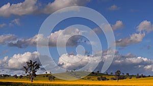 Wide shot fields of canola in australia