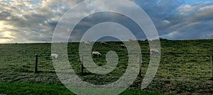 Wide shot of a flock of sheep grazing on green grass in a fenced area under cloudy sky