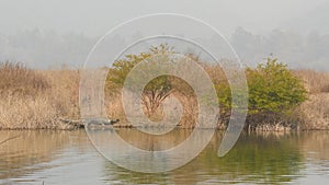 Wide shot of Gharial or Gavialis gangeticus in natural scenic background basking in winter season near ramganga river at dhikala