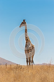 A wide shot of a Giraffe standing tall in the dry grassland with a blue sky in Pilanesberg National Park.