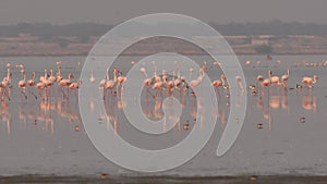 Wide shot of Greater flamingo or Phoenicopterus roseus family or flock in nature habitat with mirage effect walking in sambhar