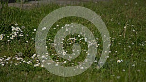 Wide shot of a green grass field of daisy flowers