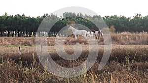 Wide shot of grey horse and white horse walking around outdoor on a sunny day in a green lounge field in Portugal.