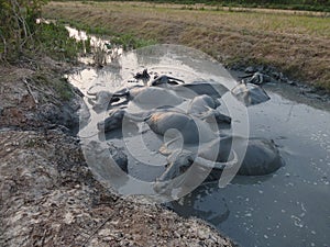 Wide shot of a group of Water Buffalos Wallowing in a Mud Hole i