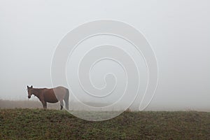 Wide shot of a horse in the grass field with a foggy background