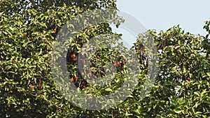 Wide shot of indian flying fox or greater indian fruit bat family or group hanging on tree with wingspan at keoladeo national park