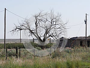 Leafless tree outside the remains of a dilapidated building at Glenrio ghost town, one of western America`s ghost photo