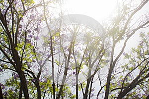 Wide shot of a leafy and tall tree with violet flowers, with a gleam of light at its top.