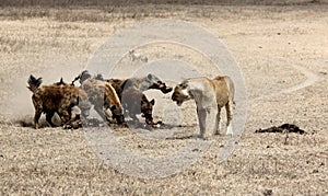 Wide shot of a lion and hyenas in a field photo