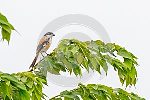 Wide shot of a Long tail Shrike perching on a tree and resting