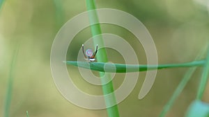 wide shot of a male maratus splendens courtship display