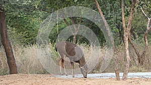 Wide shot of male sambar deer or rusa unicolor quenching thirst or drinking water during safari in national park or forest