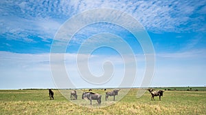 A wide shot of the Masai Mara with Wildebeest grazing