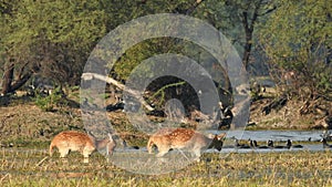 Wide shot of mother Spotted deer or Chital or axis axis with her fawn grazing grass in water and flock of birds floating in scenic