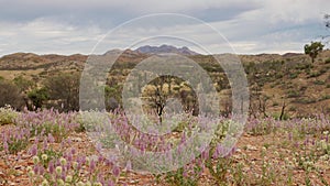 wide shot of mt sonder with mulla mulla flowers in the foreground