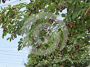 wide shot ofThe ripening variously named Service berry, Saskatoon berry, shad berry, June berry detail in a tree and bush