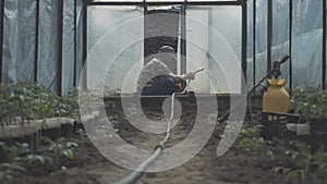 Wide shot of old Caucasian male farmer watering plants in hothouse. Side view portrait of senior man pouring water on