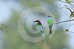 Wide shot of pair blue-throated bee-eater perching in thorn branch during mating day