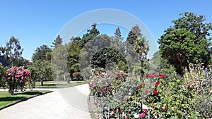 Wide shot of a pathway in the middle of trees and flowers with a clear sky in the background