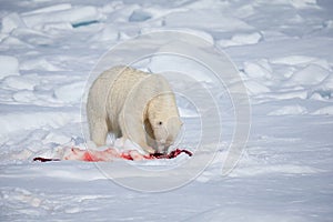 Wide shot of polar bear, male, eating a seal