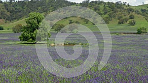wide shot of purple paterson's curse flowers in a farm field