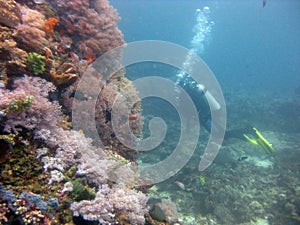 Wide shot of a scuba diver wearing diving suit and equipment swimming near coral reefs