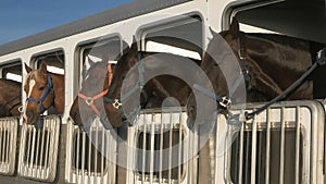 Wide shot of several horses in a trailer near quartzite