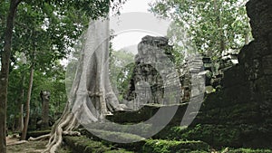 Wide shot of a silk cotton tree and the ruins of ta prohm temple, angkor