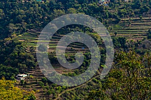 Wide shot of terrace type crop fields on mountain along side trees and few houses
