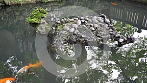 Wide shot of turtle, terapin, fish, koi living harmony together