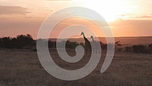 Wide shot of two giraffe walking at sunset in masai mara