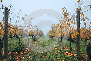 Wide shot between the Vineyard rows at the cold autumn misty morning after the harvesting completed. Italian Chianti region