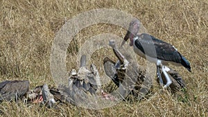 Wide shot of vultures feeding on a dead zebra in masai mara