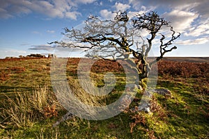 Wide shot of a weathered tree in Dartmoor, Devon, UK