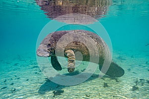 Wide Shot of a West Indian Manatee in a Warm, Florida Spring photo