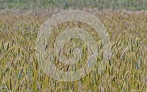 Wide shot of wheat farm at an indian village