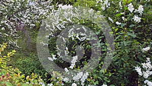 Wide shot of white flowers blooming on tree branches in spring, slow motion.