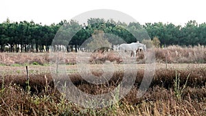 Wide shot of white horse and gray horse outdoor walking around on a sunny day in a green lounge field in Portugal.