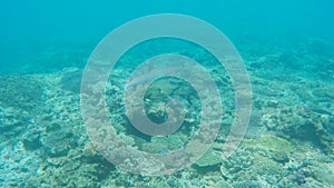 A wide shot of a white tipped shark recorded while snorkeling on the great barrier reef at heron island