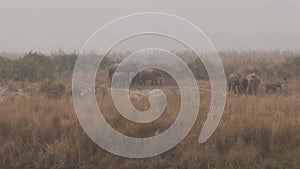 wide shot of wild asian elephant or Elephas maximus indicus family herd walking in grassland of dhikala zone at jim corbett