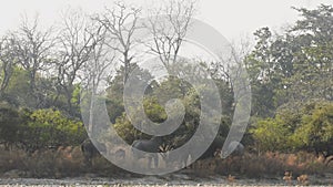 Wide shot of wild asian elephant family or herd eating bark and leaves of tree at dhikala zone of jim corbett national park or