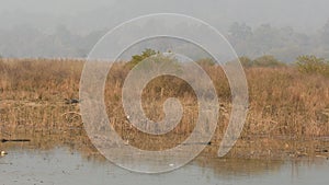 wide shot of wild bengal female tiger or panthera tigris coming out from grass near ramganga river in outdoor wildlife safari at