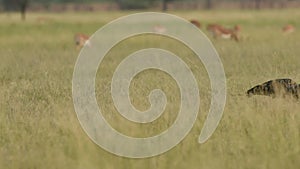 Wide shot of woolly necked stork or whitenecked stork walking in frame in natural grassland of tal chhapar sanctuary churu