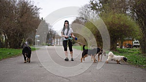 Wide shot young Caucasian woman walking with group of dogs on leashes on overcast day in park. Professional female pet