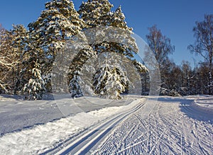 a wide ski track in Winter forest, blue sky and the sun shines through the trees